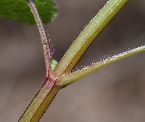 Lamium_purpureum_stem.jpg