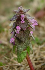 Lamium purpureum thumbnail