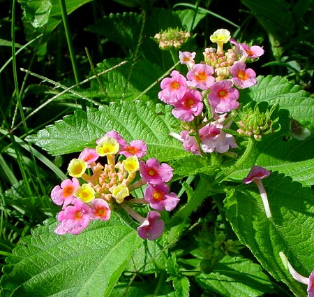 Lantana_camara_flowers.jpg