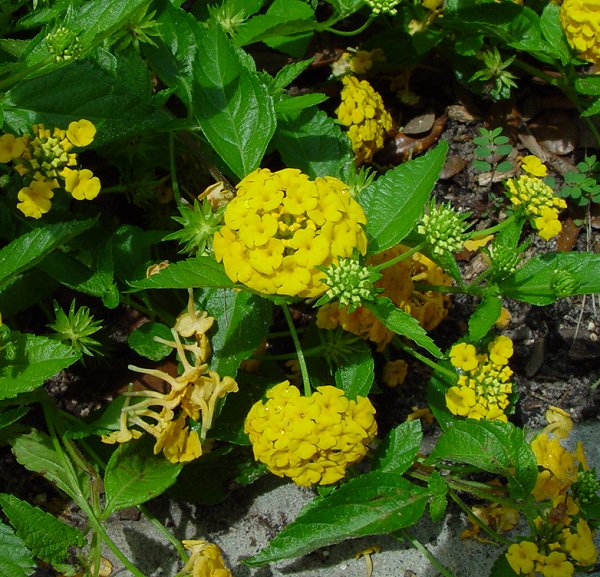 Lantana_plant.jpg