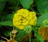 Lantana thumbnail