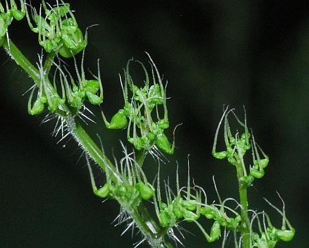 Laportea_canadensis_flowers2.jpg