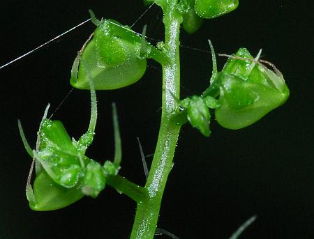 Laportea_canadensis_fruits.jpg