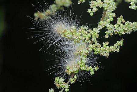 Laportea_canadensis_gall.jpg