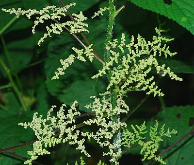 Laportea_canadensis_inflorescence1.jpg