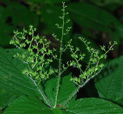 Laportea_canadensis_inflorescence2.jpg