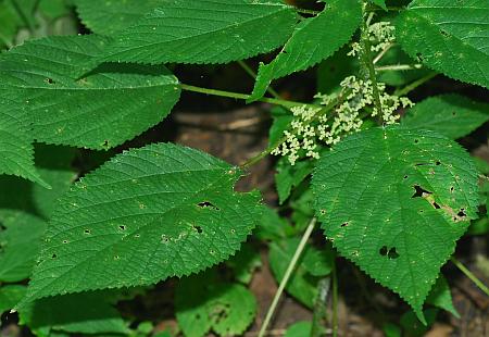 Laportea_canadensis_leaves.jpg