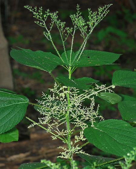 Laportea_canadensis_plant.jpg