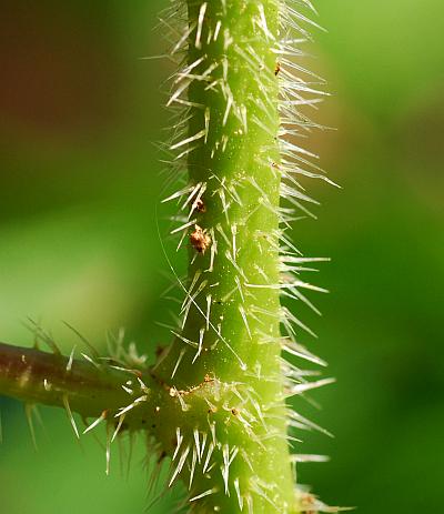 Laportea_canadensis_stem.jpg