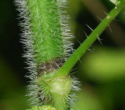 Laportea_canadensis_stem2.jpg