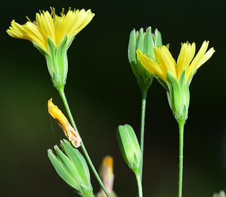 Lapsana_communis_heads.jpg