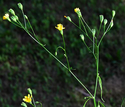 Lapsana_communis_inflorescence.jpg