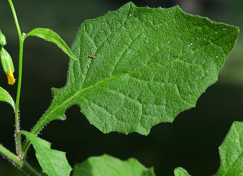 Lapsana_communis_leaf1.jpg