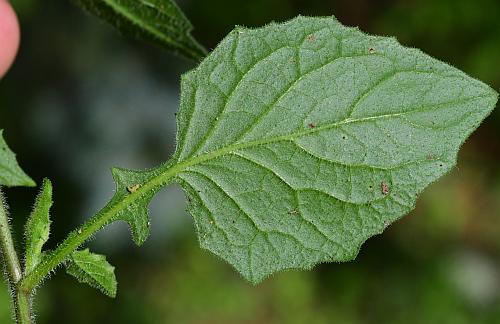 Lapsana_communis_leaf2.jpg