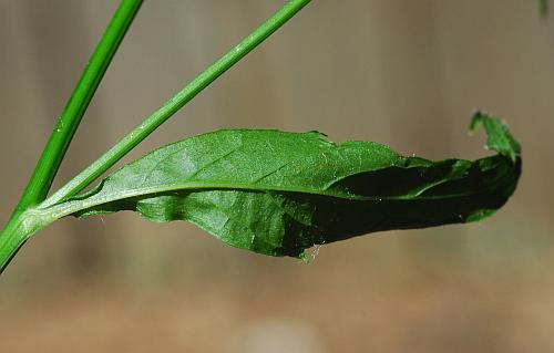 Lapsana_communis_leaf3.jpg