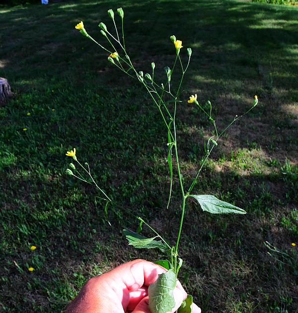 Lapsana_communis_plant.jpg