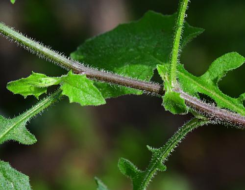 Lapsana_communis_stem1.jpg