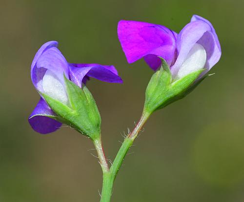 Lathyrus_hirsutus_calyx.jpg