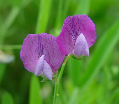 Lathyrus_hirsutus_flowers.jpg