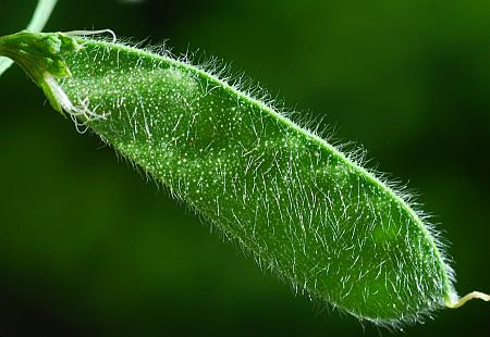 Lathyrus_hirsutus_fruit.jpg