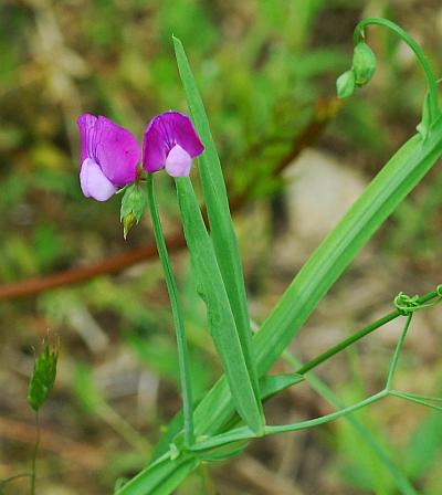 Lathyrus_hirsutus_inflorescence.jpg