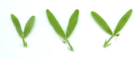 Lathyrus_hirsutus_leaves.jpg