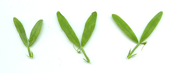 Lathyrus_hirsutus_leaves.jpg