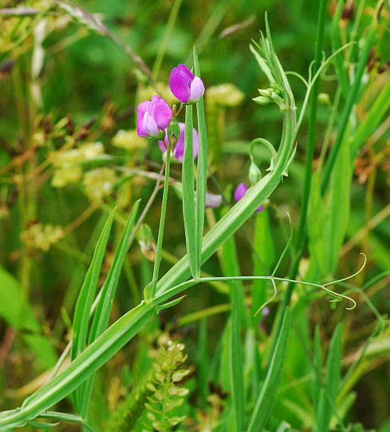 Lathyrus_hirsutus_plant.jpg