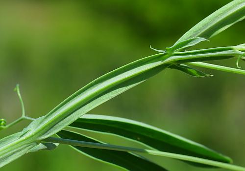 Lathyrus_hirsutus_stem.jpg