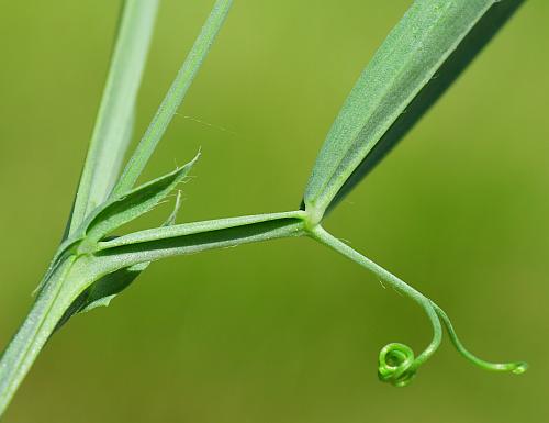 Lathyrus_hirsutus_stipules.jpg