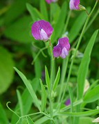 Lathyrus hirsutus thumbnail