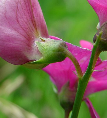 Lathyrus_latifolius_calyx.jpg