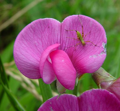 Lathyrus_latifolius_flower.jpg