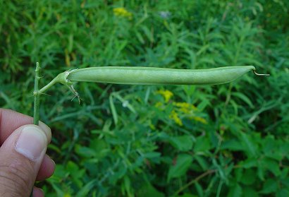 Lathyrus_latifolius_fruit.jpg