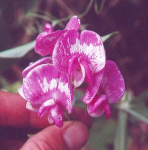 Lathyrus_latifolius_mottled_flowers.jpg