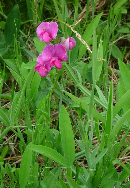 Lathyrus_latifolius_plant.jpg