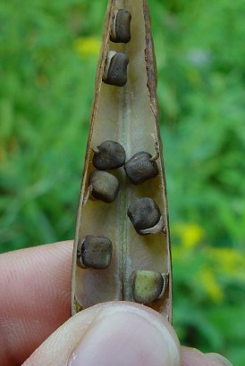 Lathyrus_latifolius_seeds.jpg