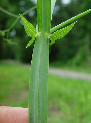 Lathyrus_latifolius_stem.jpg