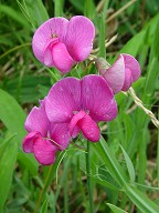 Lathyrus latifolius thumbnail