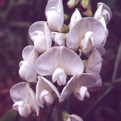 Lathyrus_latifolius_white_flowers2.jpg