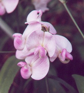 Lathyrus_latifolius_whitish_flowers.jpg