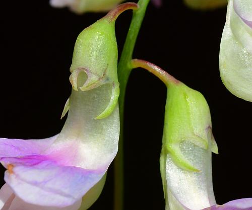 Lathyrus_palustris_calyces.jpg