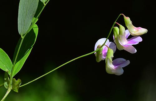 Lathyrus_palustris_inflorescence1.jpg