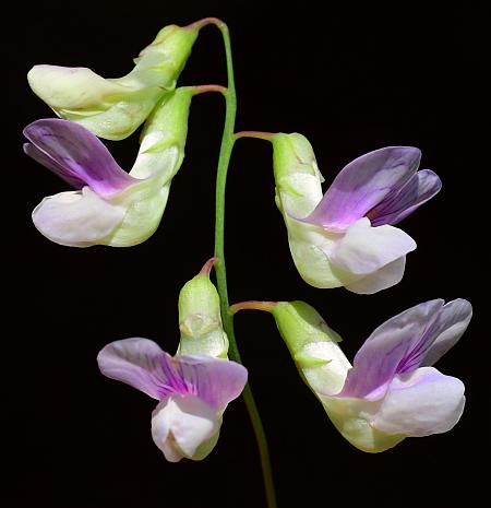 Lathyrus_palustris_inflorescence2.jpg