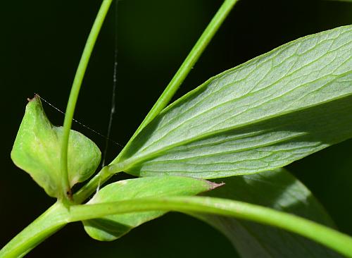 Lathyrus_palustris_leafbase.jpg