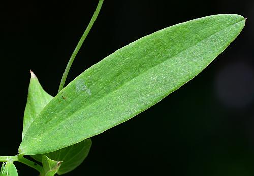 Lathyrus_palustris_leaflet1.jpg