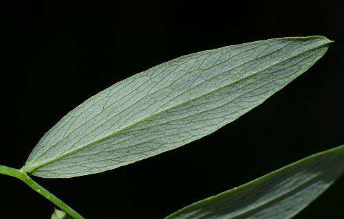 Lathyrus_palustris_leaflet2.jpg