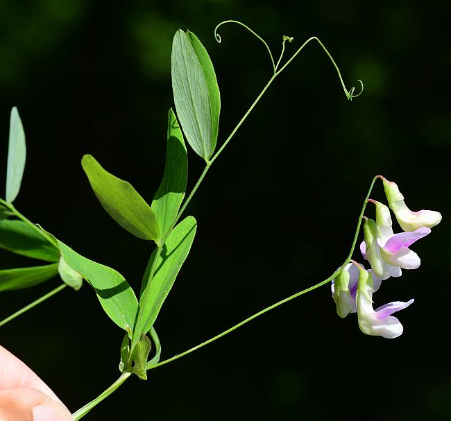 Lathyrus_palustris_plant.jpg