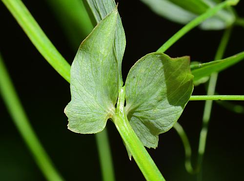 Lathyrus_palustris_stipules.jpg