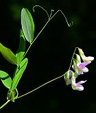 Lathyrus palustris thumbnail